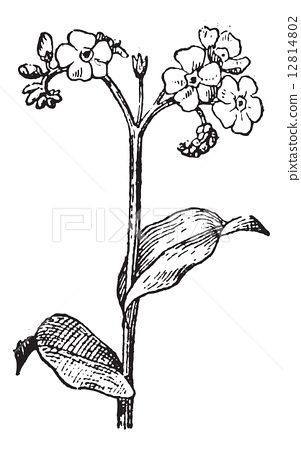 301x450 Forget Me Not Or Myosotis Vintage Engraving