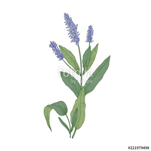 500x500 Salvia Flowers Or Sage Inflorescences Isolated On White Background