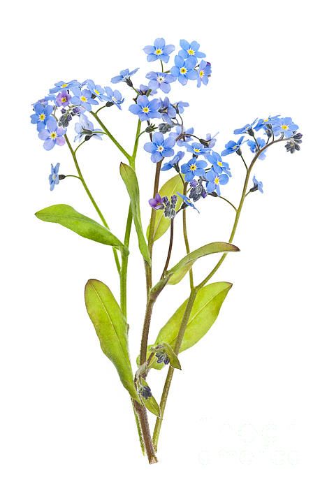 468x700 Forget Me Nots Botanical Illustrationsnature Illustrations