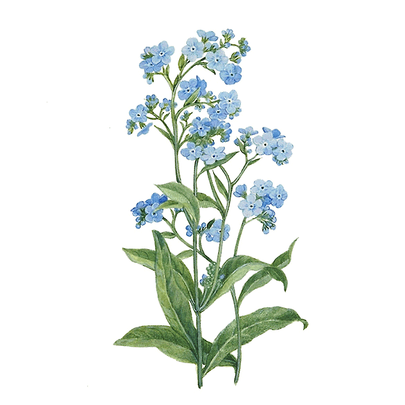 585x585 Drawing Hydrangeas Tattoo Frames Illustrations Hd Images