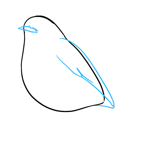 680x678 How To Draw A Robin