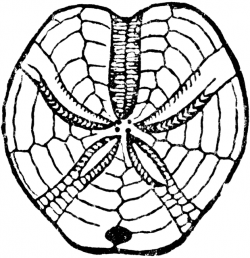 250x258 Fossil Clipart Clip Art, Picture