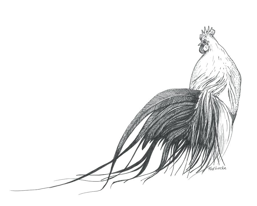 900x720 draw a rooster grade roosters draw