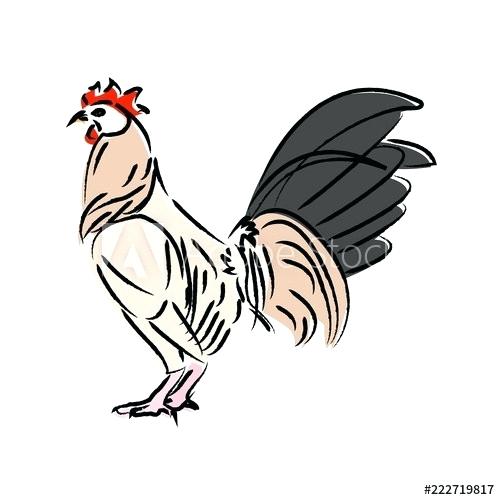 500x500 draw chicken outline draw chicken draw chicken cartoon zupa