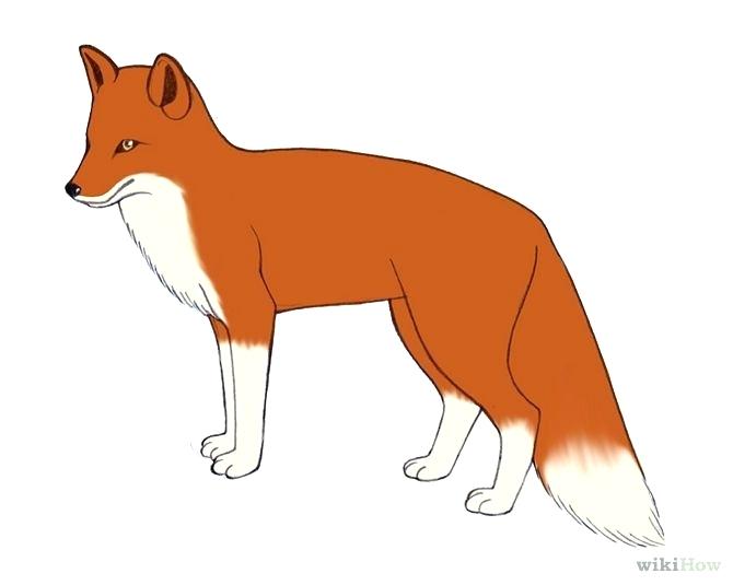 670x535 Easy Way To Draw A Fox How To Draw Foxes Species Body Red Fox Easy