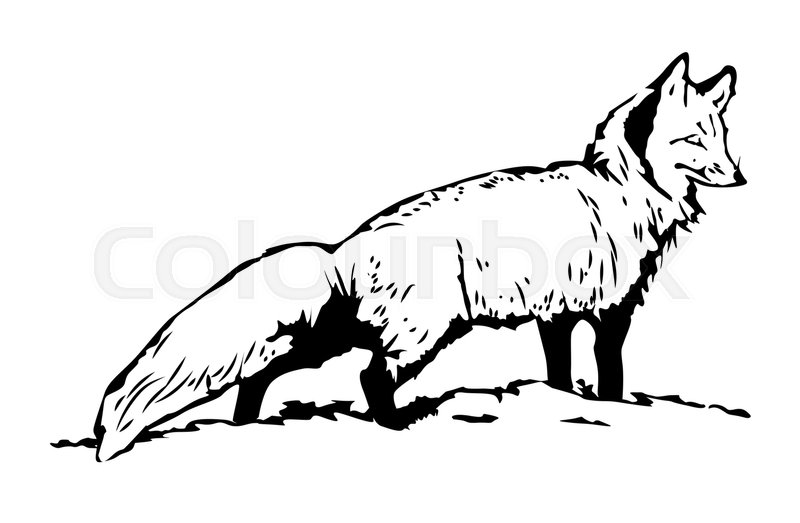 800x523 Fox Sketch Hand Drawn Illustration Stock Vector Colourbox