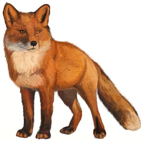 474x475 Fox Drawing
