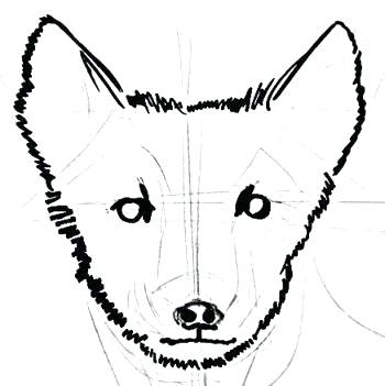 350x351 Fox To Draw