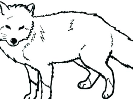 440x330 Red Fox Coloring Pages Red Fox Coloring Pages