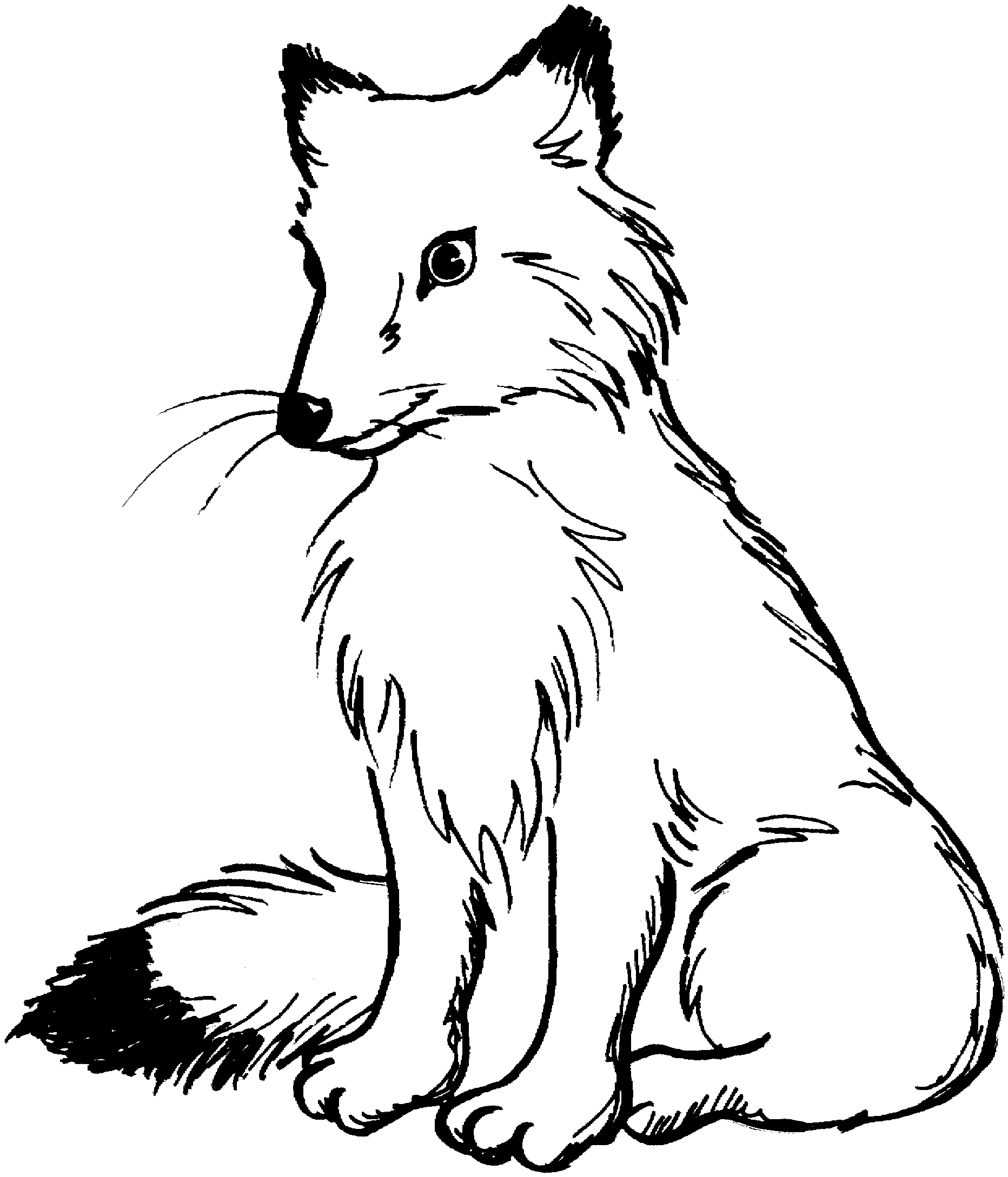 Fox Outline Drawing Free download on ClipArtMag