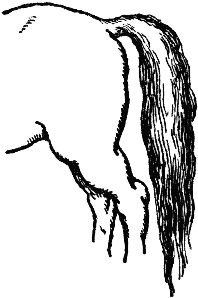 681x1024 Fox Tail Clip Art