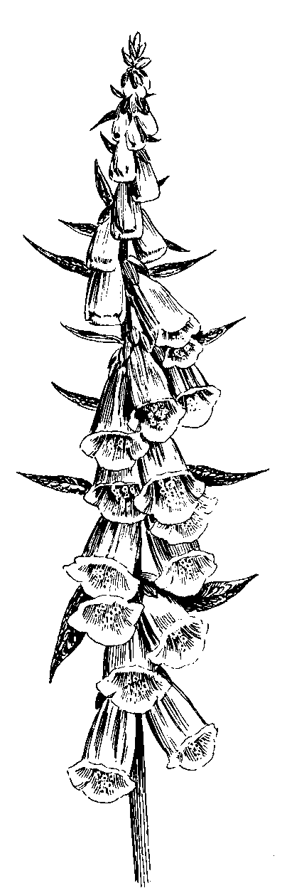 404x1248 foxglove thigh bouquet tattoo image reference bouquet tattoo