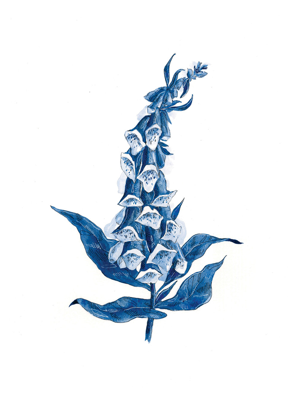 1000x1333 Foxglove Print Lucy Reiser