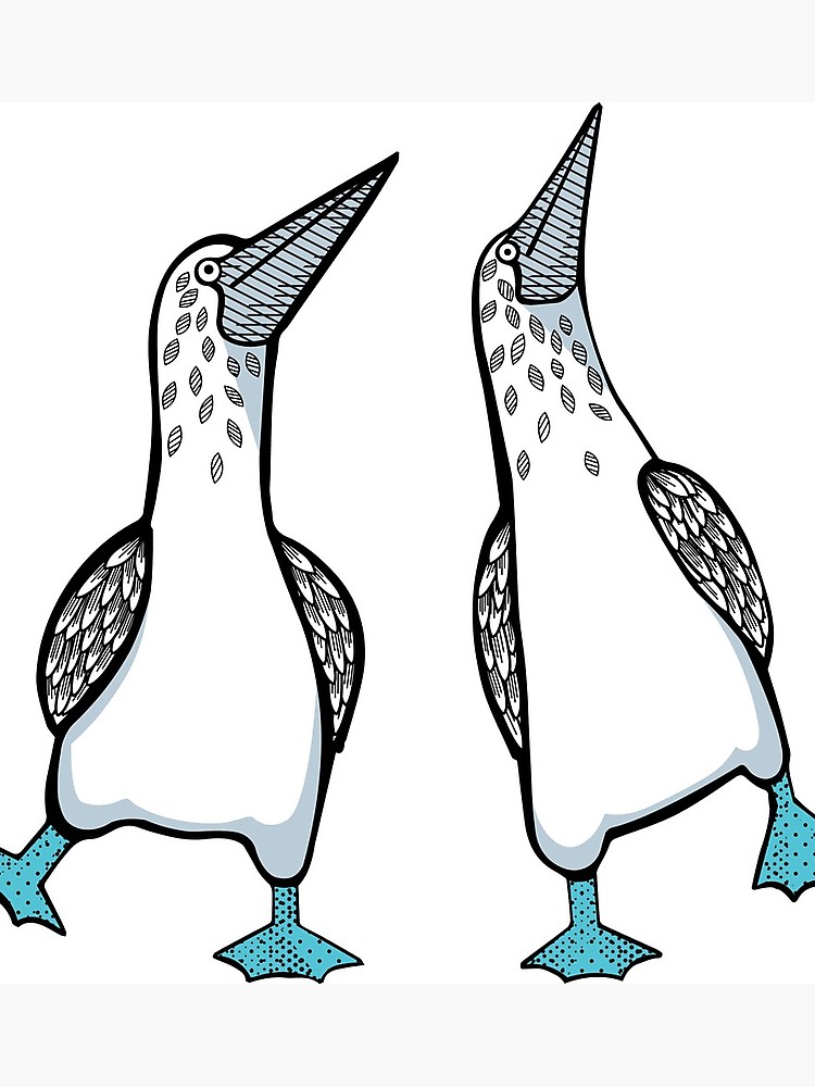 750x1000 Blue Footed Boobies