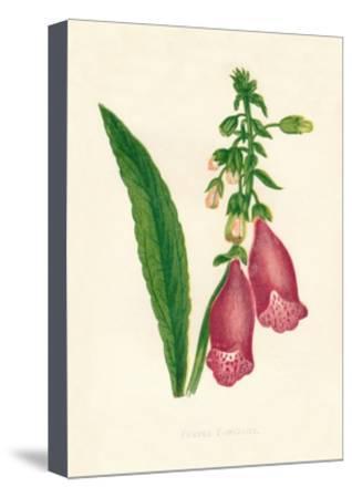 318x450 Purple Foxglove'