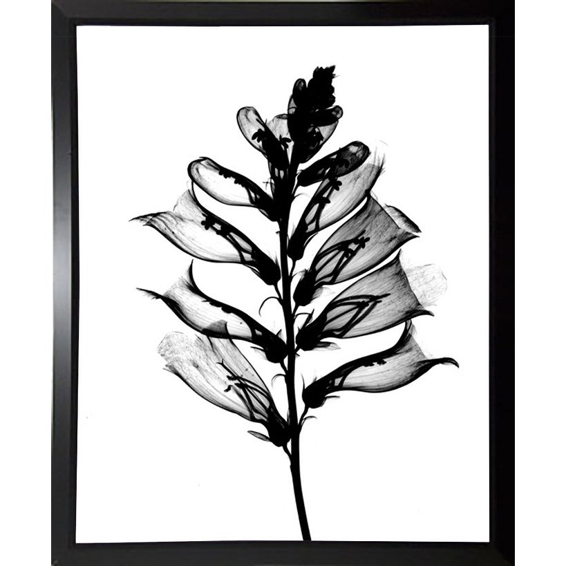 819x819 Shop Foxglove