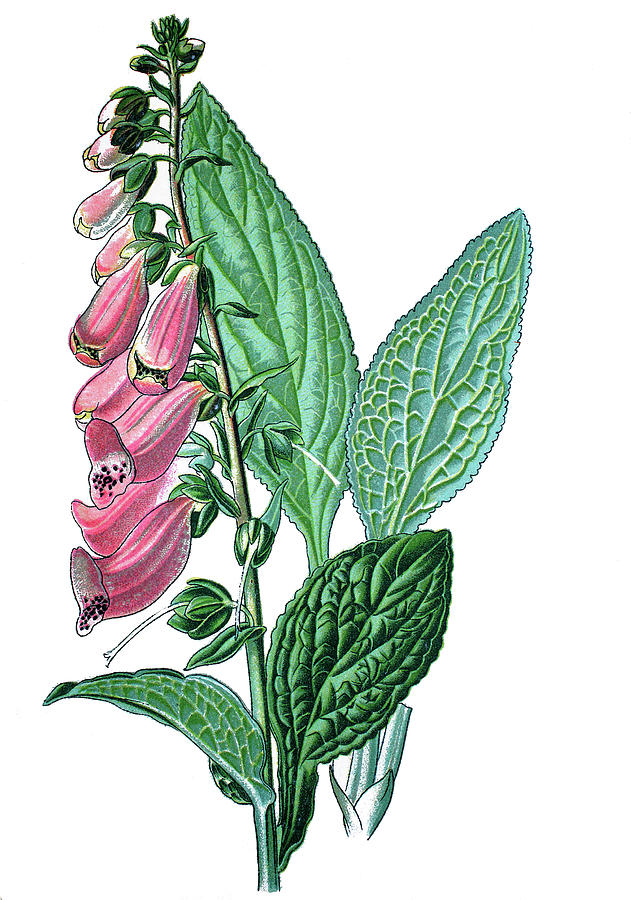 631x900 Foxglove, Common Foxglove, Purple Foxglove Or Lady's Glove, Digi