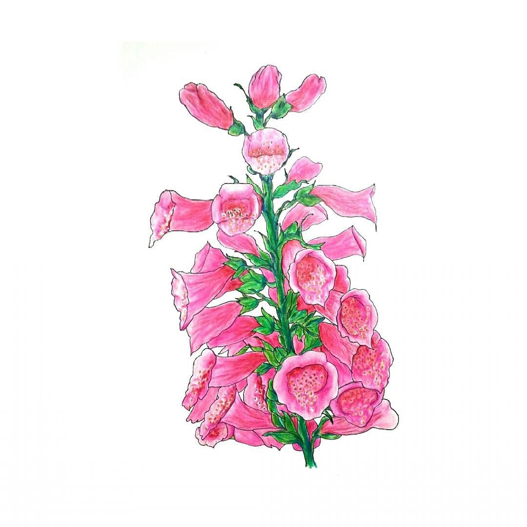 1080x1080 Foxglove