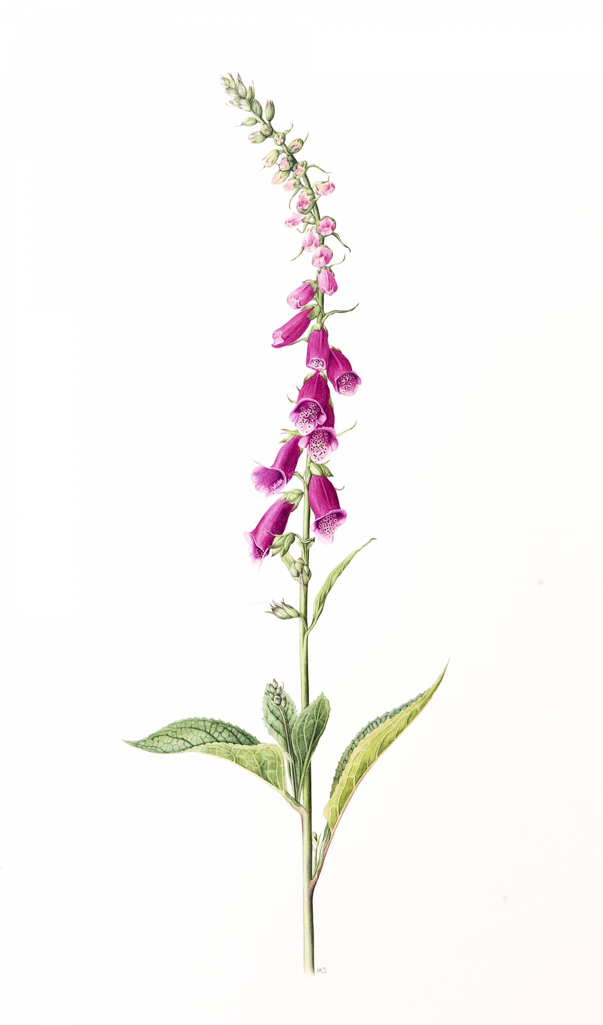 1920x3264 botanical artwork, flower paintings, botanical drawings, cards