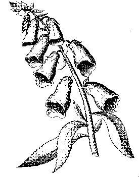 275x351 Digitalis Purpurea Drawing