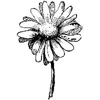 200x200 Download Foxgloves Free Png, Icon And Clipart Freepngclipart