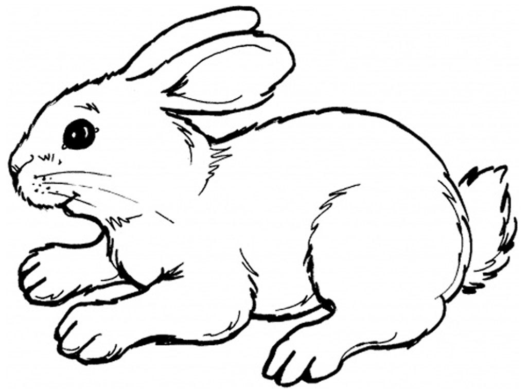 1024x756 Rabbit Pictures To Draw
