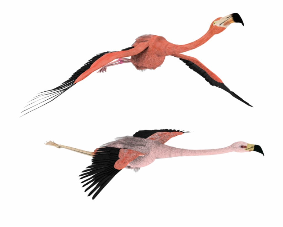 920x738 Flamingo Clipart