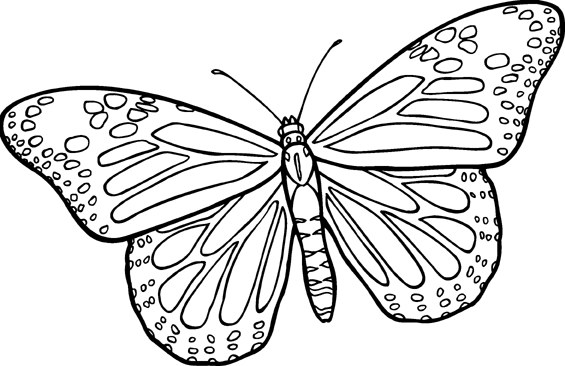 565x366 Butterfly Clip Art Line Drawing