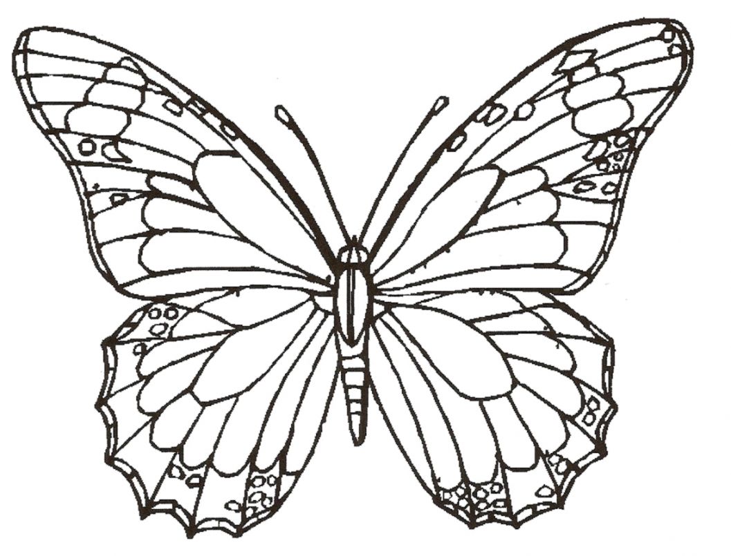 1057x805 Images Of Butterflies To Draw Styles Wallpapers