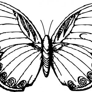 300x300 Butterflies Drawings Fresh Collection Of Free Butterfly Drawing