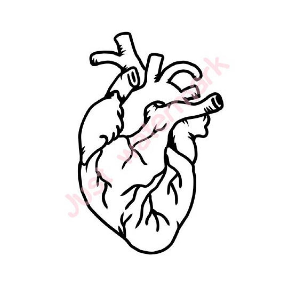 1024x1024 Real Heart Drawing Bird Clipart House Clipart Online Download