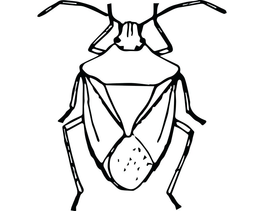 900x720 Drawing Of A Bug