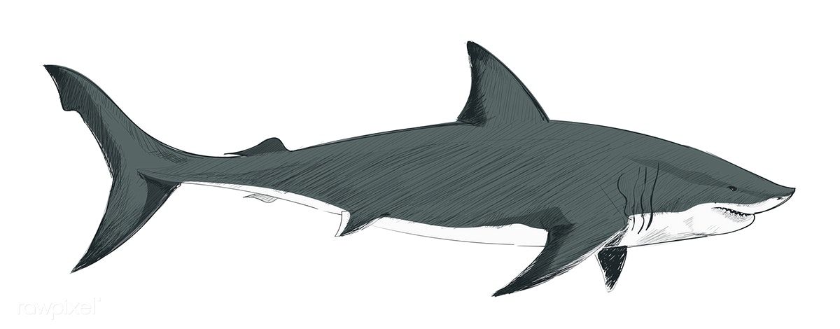 1200x470 Free Shark Clipart Illustration Drawing Style Of Shark Free Image