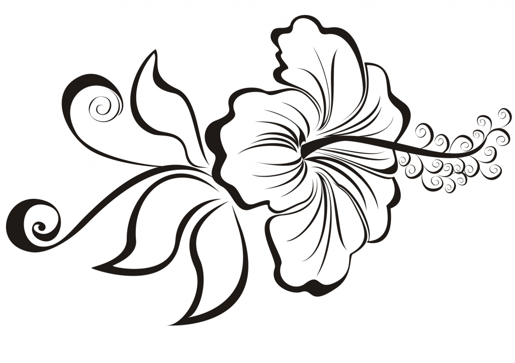 1024x723 Good Free Hibiscus Flower Drawings, Download Free Clip Art, Free