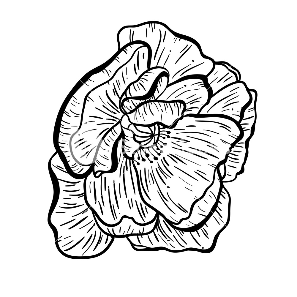 1000x1000 poppy flowers hand drawn can be used in design purpose