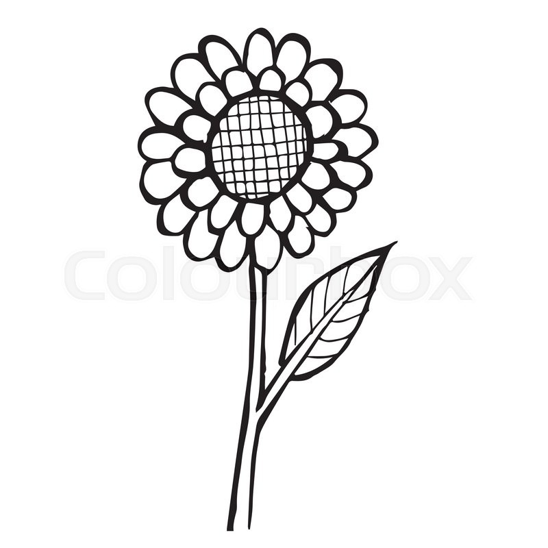 800x800 Freehand Sketch Illustration Of Flower Stock Vector Colourbox