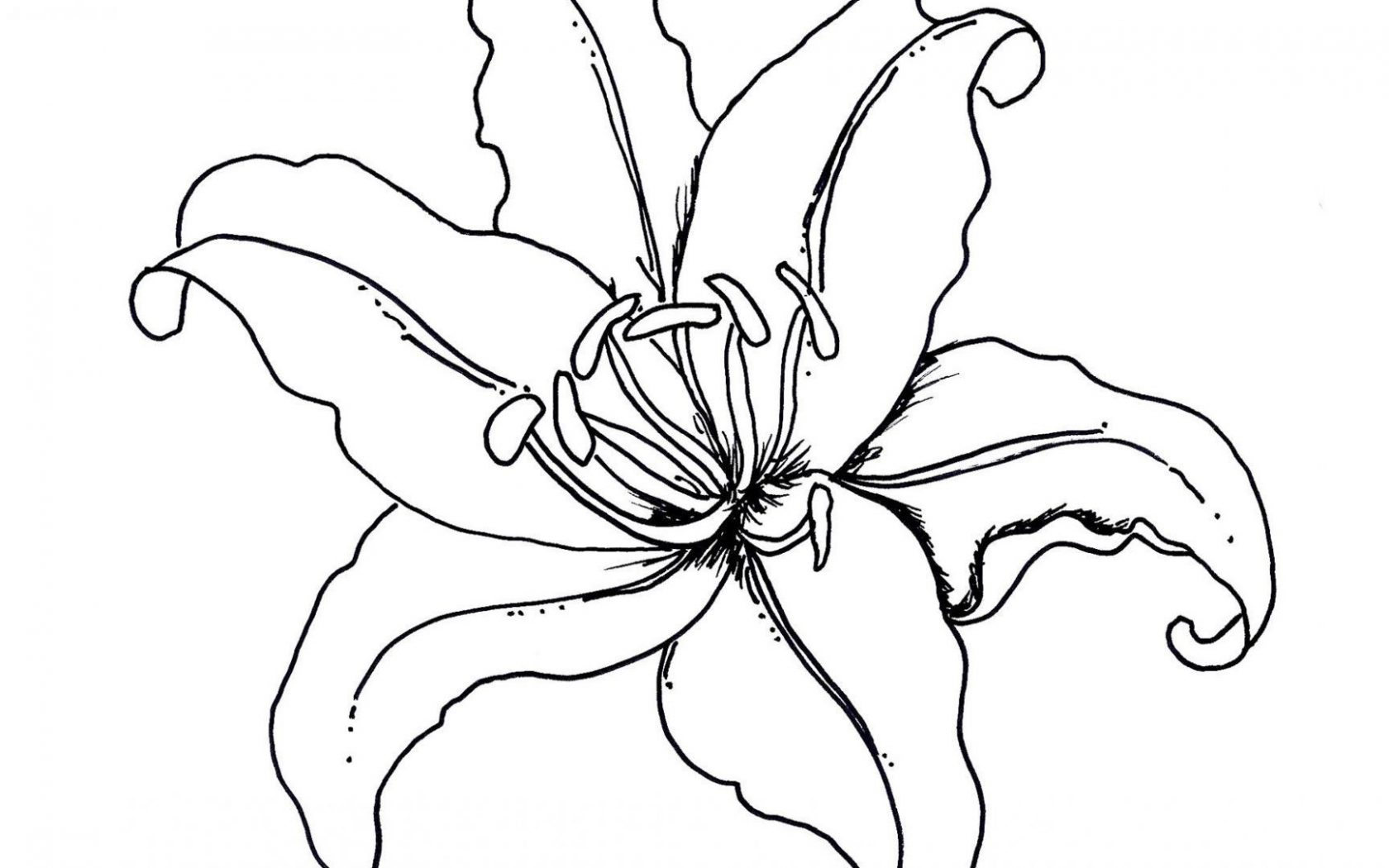 1680x1050 tropical rainforest plants drawings flower tropics drawing clip