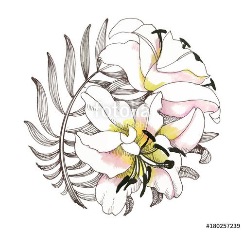 500x475 Hand Drawing Lily Flowers On White Background Stock Image