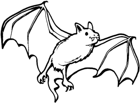 480x355 Bat Coloring Picture Vampire Bat Coloring