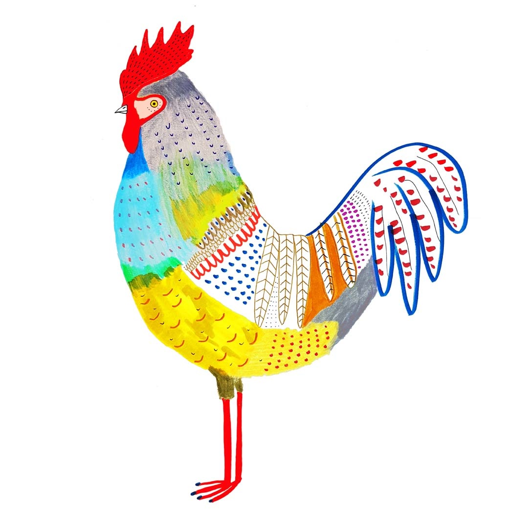 1080x1080 Cockerel Illustration, Bird Art, Bird Illustration, Illustrator