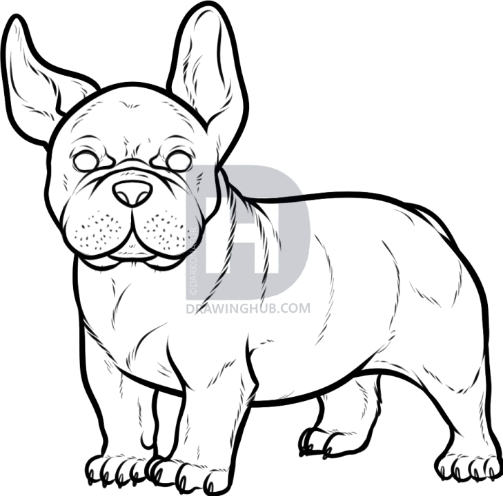 729x720 how to draw a french bulldog, french bulldog, step