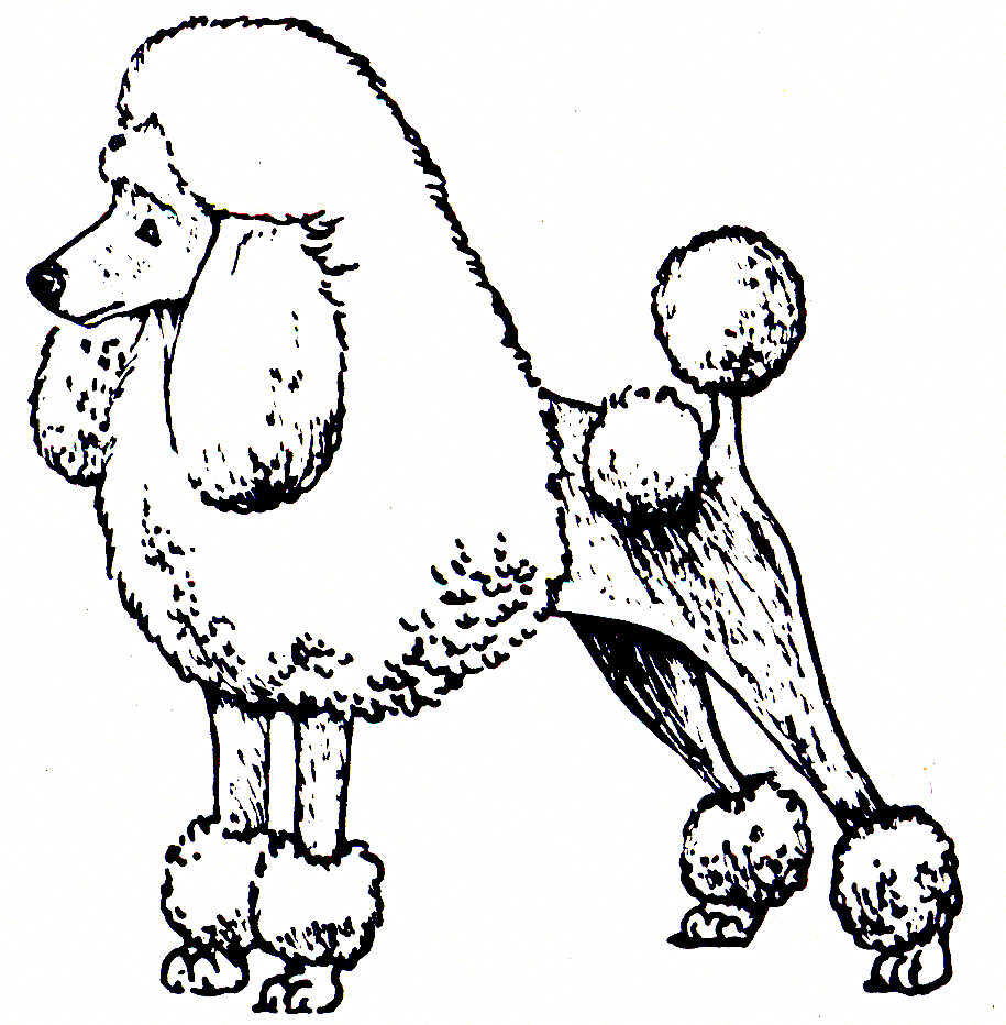 915x932 Poodle Drawing French Poodle For Free Download