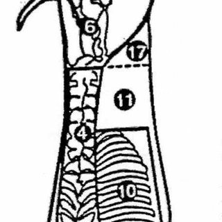 320x320 Despiece Normalizado De Canales Destinadas A Consumo Fresco