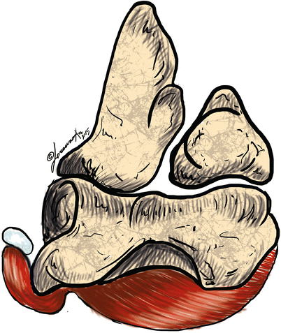 402x477 Snapping Triceps Springerlink