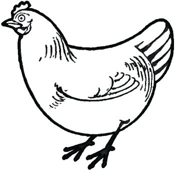 350x345 How To Draw Chicken How To Draw Chickens Hens With Easy Step