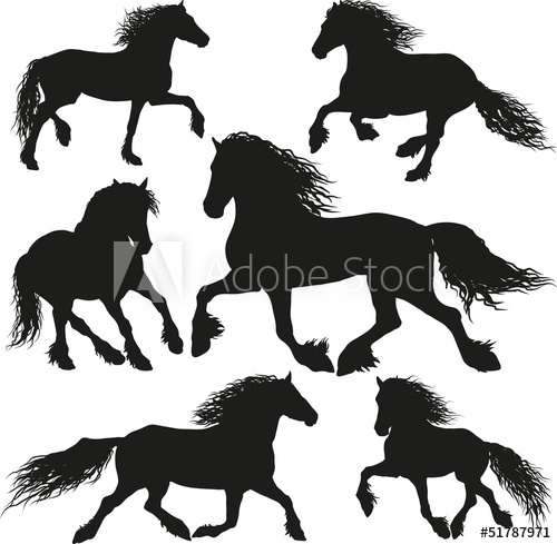 500x489 friesian horse breed