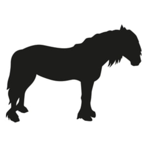 300x300 how much do friesian horses cost