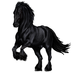 300x300 bayview riding horse friesian black