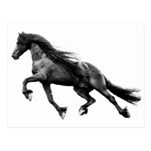 307x307 Friesian Horse Postcards Zazzle Au