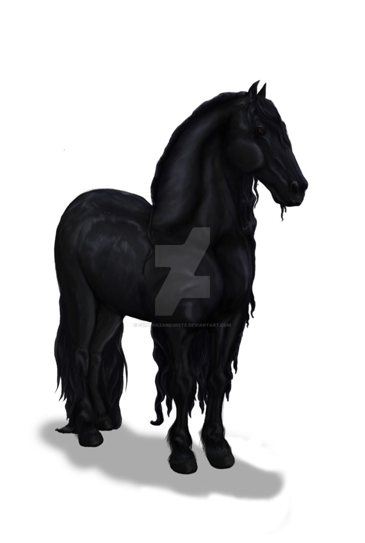 733x1091 Friesian Horse